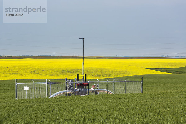 Metallrohrleitung und Ventile in einem grünen Weizenfeld mit blühendem Raps im Hintergrund und blauem Himmel; Acme  Alberta  Kanada'.