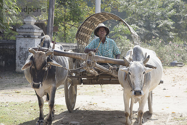 Ein Mann fährt einen Wagen  der von zwei Wasserbüffeln gezogen wird; Bagan  Myanmar'.