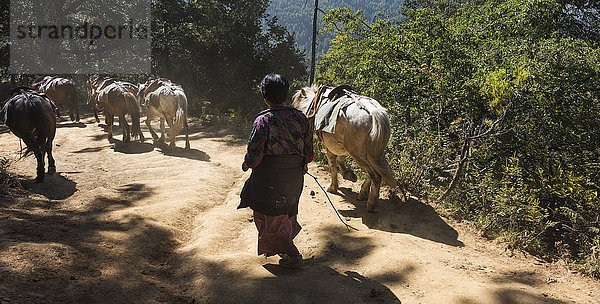 Ein Mann geht mit Pferden einen Weg entlang; Paro  Bhutan'.