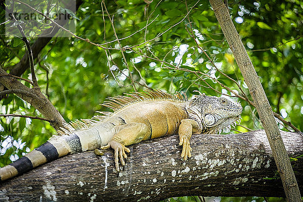 Mexico  Nayarit  Green Iguana lying on branch