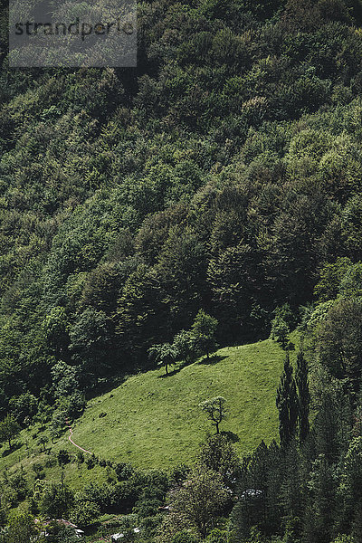 Bulgarien  Trun  Wald
