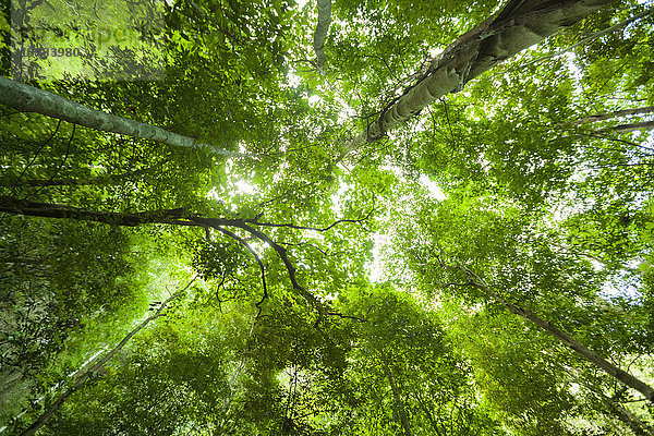 Thailand  Bäume im Regenwald von unten gesehen