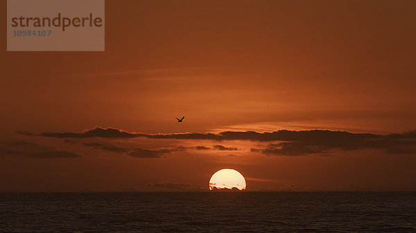 Australien  New South Wales  Sonnenuntergang und fliegender Vogel