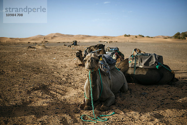 Marokko  Meknes-Tafilalet  Midelt  Merzouga  Kamele in der Wüste Erg Chebbi.
