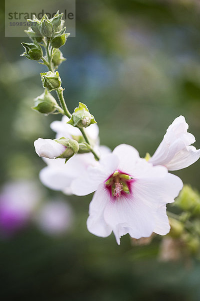 Hollyhock-Blume  Malve  Blüte