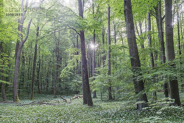 Deutschland  Hainich  blühendes Lösegeld im Nationalpark Hainich