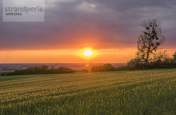 Deutschland  Niedersachsen  Erkerode  Ulmenvorland  Sonnenuntergang  Braunschweig im Hintergrund