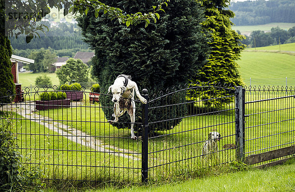 Hund klettert über den Zaun