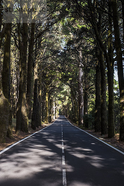 Spanien  Tenerifa  leere Straße  Wald