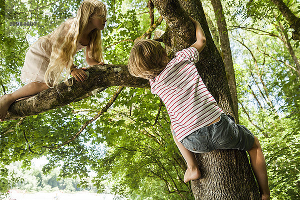 Der kleine Junge und seine Schwester klettern auf einen Baum im Wald.