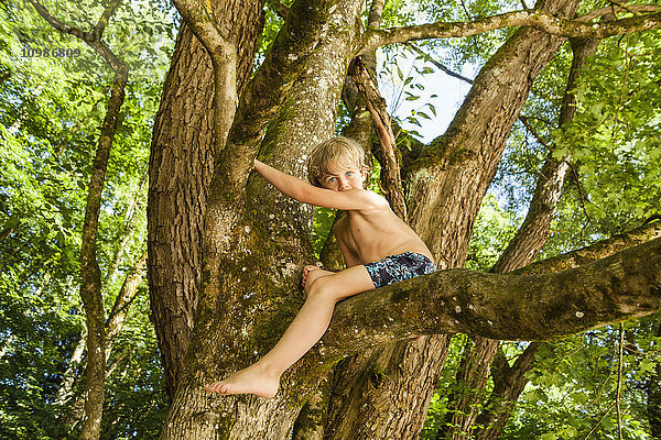 Kleiner Junge klettert auf einen Baum im Wald