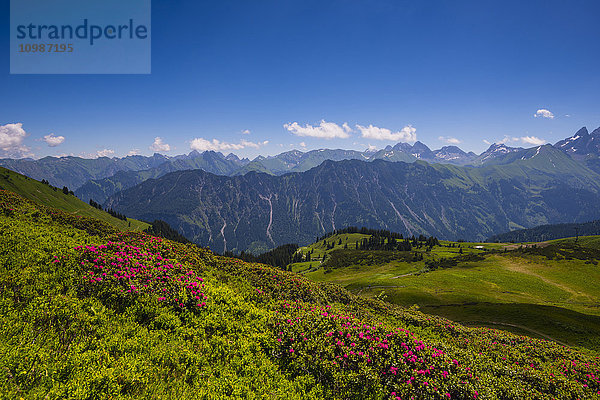 Deutschland  Bayern  Allgäu  Allgäuer Alpen  Alpenrosenblüte auf der Alm