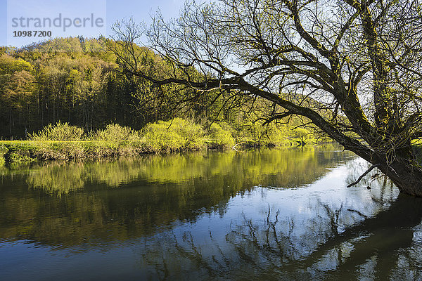 Deutschland  Schwäbische Alb  Naturpark Obere Donau  Weide im Frühjahr