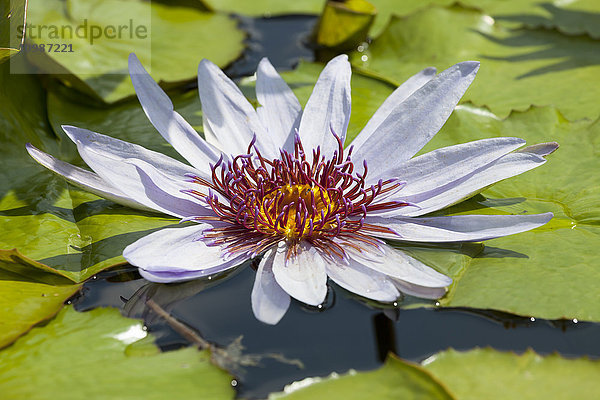 Blauer Lotus im Teich