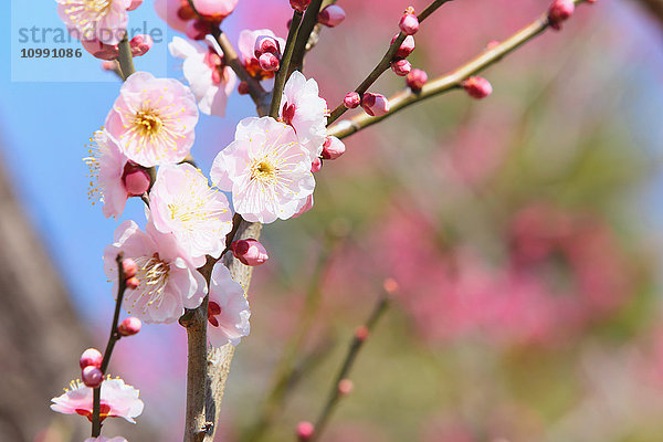 Pflaumenblüten