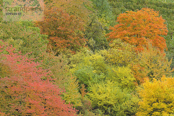 Wald im Herbst  Franken  Bayern  Deutschland