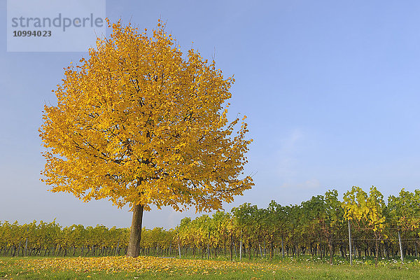 Einsamer Baum im Weinberg  Volkach  Franken  Bayern  Deutschland