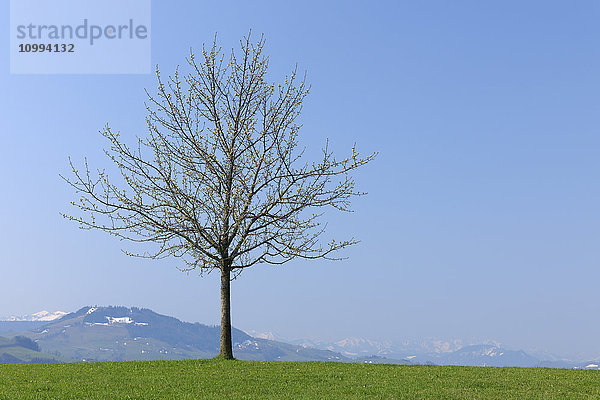 Junger Baum vor Bergen  Mostviertel  Niederösterreich  Österreich