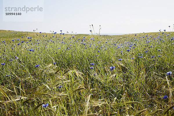 Feld mit blauen Kornblumen im Sommer  Dänemark