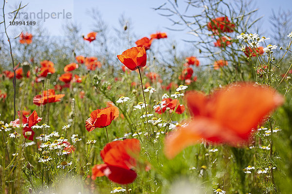 Roter Klatschmohn und Kamille auf einer Wiese im Sommer  Dänemark