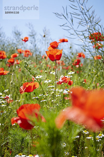 Roter Klatschmohn und Kamille auf einer Wiese im Sommer  Dänemark