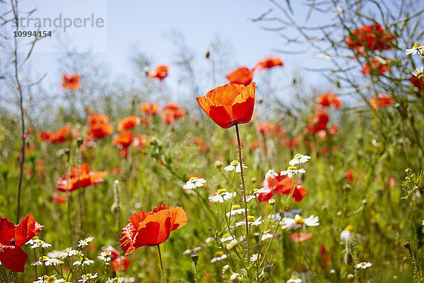 Roter Klatschmohn und Kamille auf einer Wiese im Sommer  Dänemark