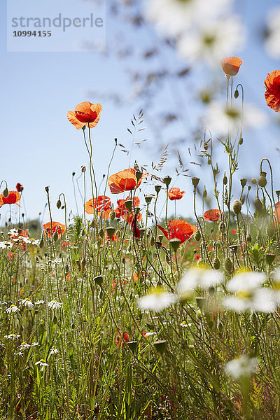 Roter Klatschmohn und Kamille auf einer Wiese im Sommer  Dänemark