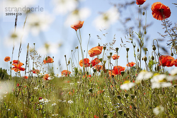 Roter Klatschmohn und Kamille auf einer Wiese im Sommer  Dänemark