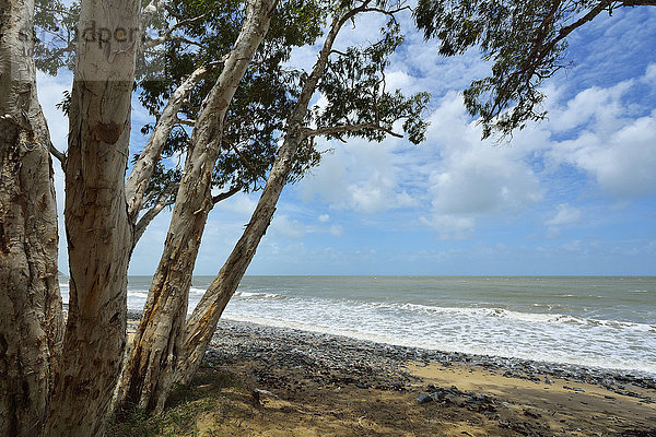 Eukalyptusbäume am Strand  Captain Cook Highway  Queensland  Australien