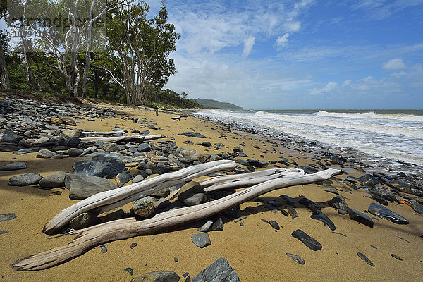 Treibholz am Strand  Captain Cook Highway  Queensland  Australien
