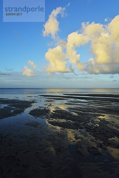 Schlammwatt an der Küste  Cairns  Queensland  Australien