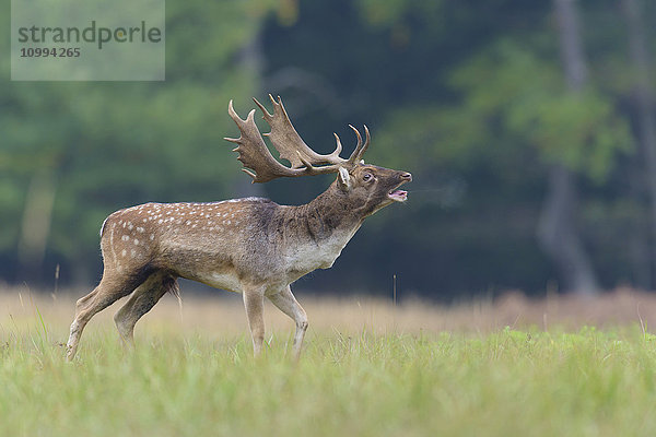 Brüllender männlicher Damhirsch (Cervus dama) in der Brunftzeit  Hessen  Deutschland