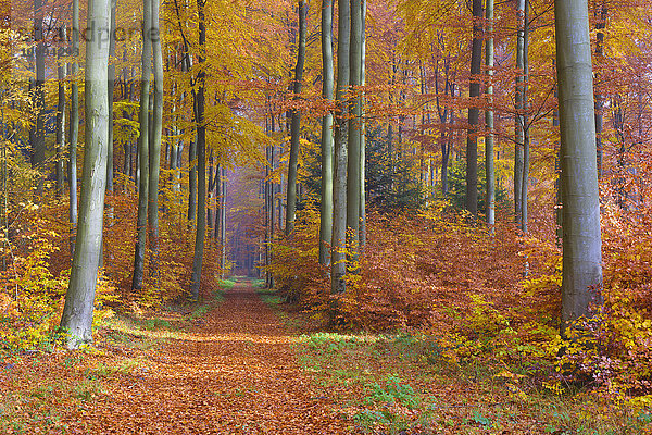 Pfad durch einen Rotbuchenwald (Fagus sylvatica) im Herbst  Spessart  Bayern  Deutschland