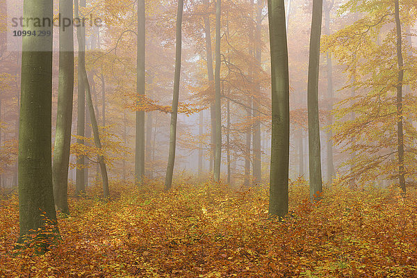Rotbuchenwald (Fagus sylvatica) an einem nebligen Herbstmorgen  Naturpark  Spessart  Bayern  Deutschland