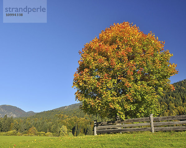 Ahornbaum und Zaun im Herbst  Gerold  Werdenfelser Land  Oberbayern  Bayern  Deutschland