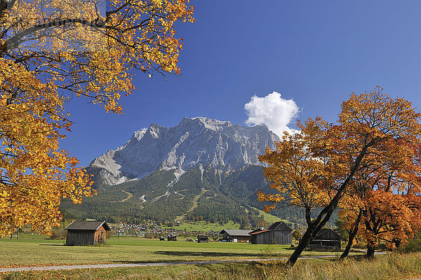 Zugspitzmassiv und Ahornbäume im Herbst  Lermoos  Tirol  Alpen  Österreich