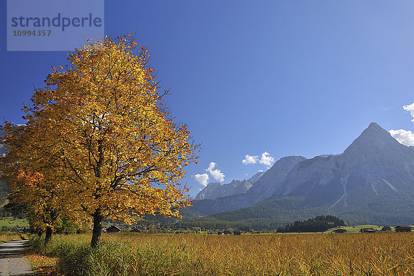 Ehrwalder Sonnenspitze und Ahornbaum im Herbst  Lermoos  Tirol  Österreich