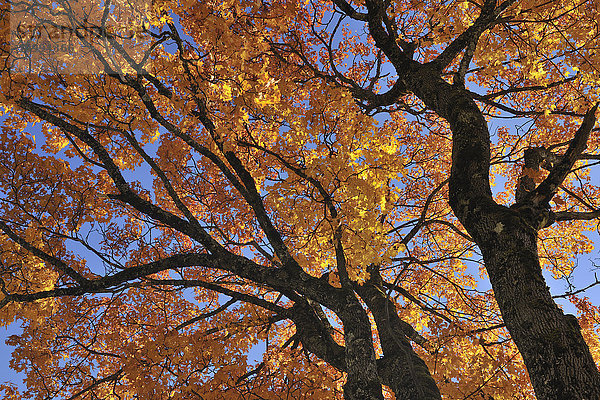 Low Angle Ansicht von Ahornbaum im Herbst