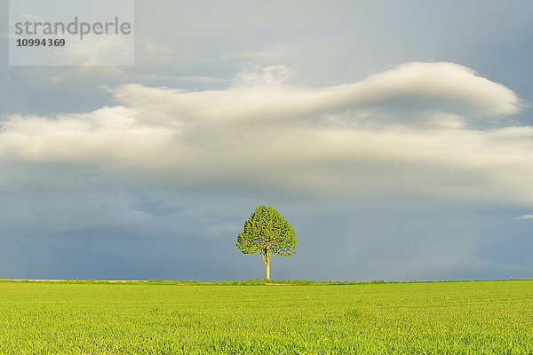 Ahornbaum im Getreidefeld mit stürmischem Himmel im Frühling  Bad Mergentheim  Baden-Württemberg  Deutschland