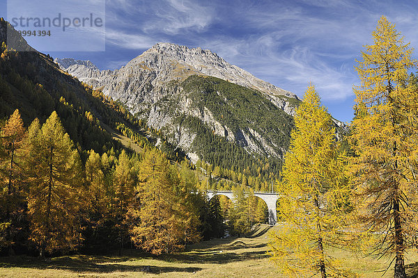 Eisenbahnviadukt und Herbstlärche  Albulapass  Graubünden  Schweiz