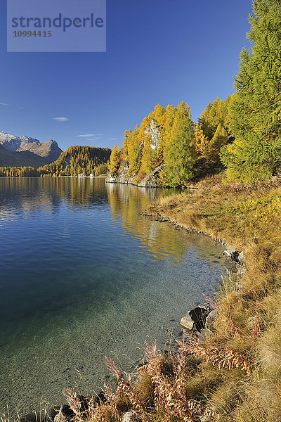 Herbstlandschaft und Uferlinie  Silsersee  Engadin  Kanton Graubünden  Schweiz