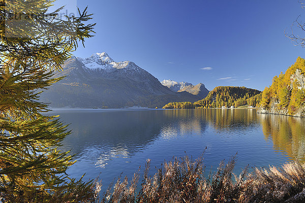 Silsersee im Herbst  Engadin  Kanton Graubünden  Schweiz