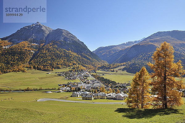 La Punt-Chamues-ch im Herbst  Maloja  Kanton Graubünden  Schweiz