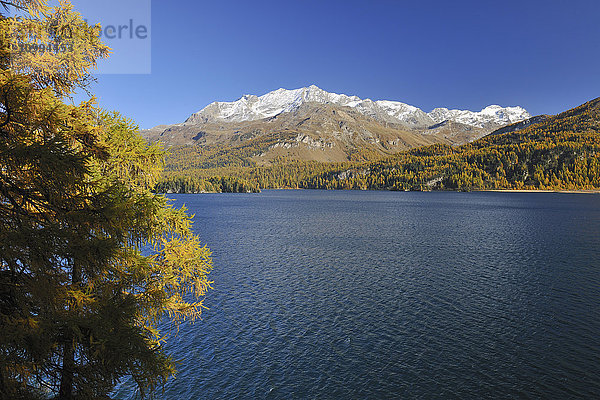 Silsersee und Berge im Herbst  Engadin  Kanton Graubünden  Schweiz