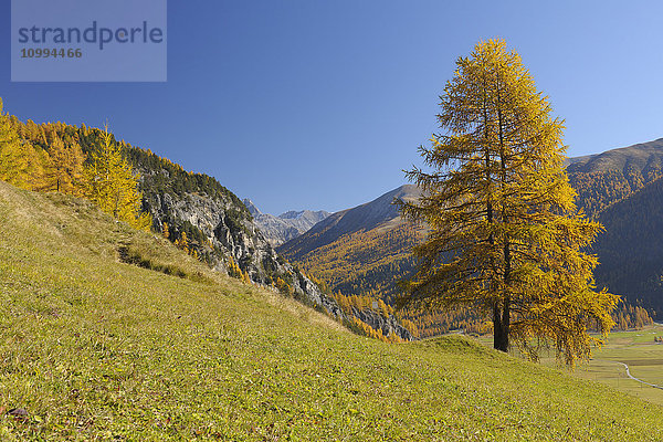 Herbstlandschaft  Albulapass  La Punt-Chamues-ch  Maloja  Kanton Graubünden  Schweiz