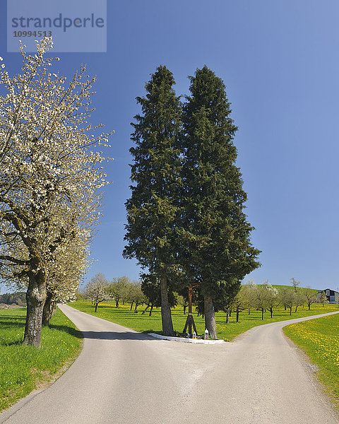 Verzweigter Feldweg mit Holzkreuz  Tettnang  Baden-Württemberg  Deutschland