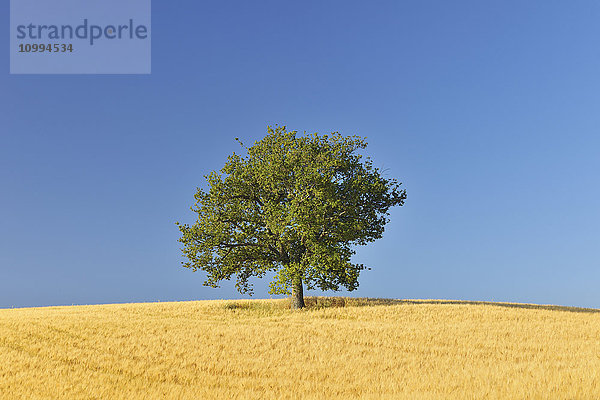 Eichenbaum im Kornfeld im Sommer  Provinz Siena  Toskana  Italien