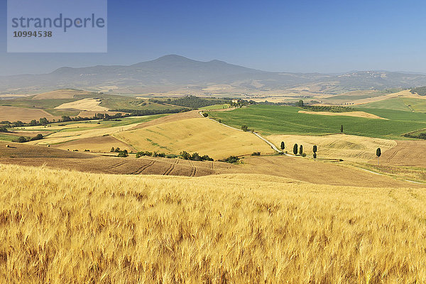 Toskanische Landschaft mit Weizenfeld im Sommer  Provinz Siena  Toskana  Italien