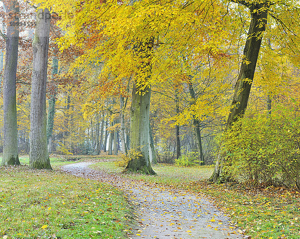 Waldweg im Herbst  Bayern  Deutschland