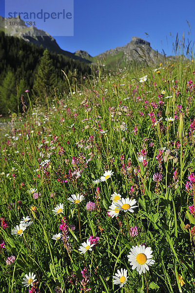 Alpenblumenwiese im Frühling  Arabba  Passo Pordoi  Provinz Belluno  Venetien  Dolomiten  Italien